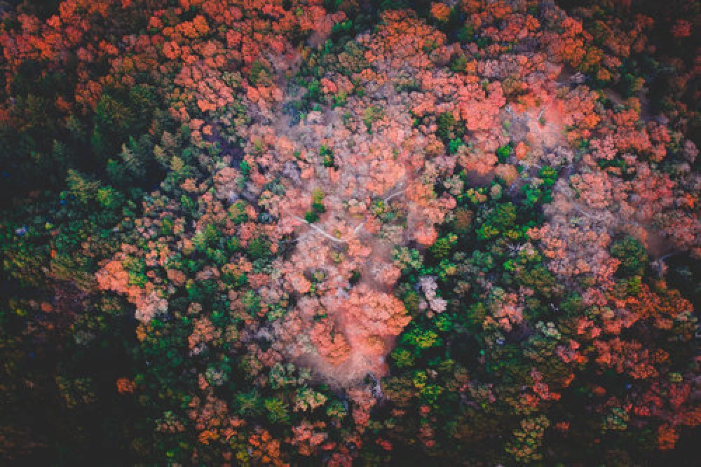 trademark-application-types